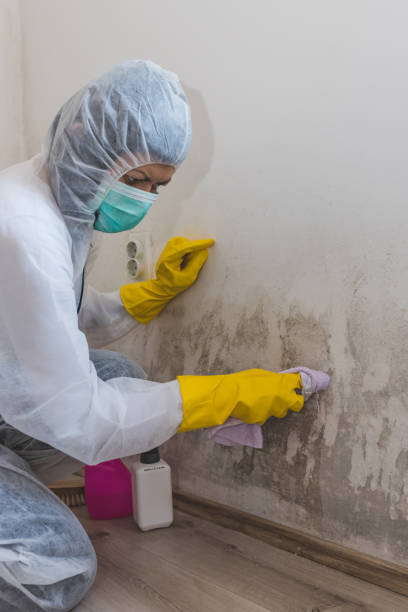 Best Residential Mold Inspection & Testing  in Brandywine, MD